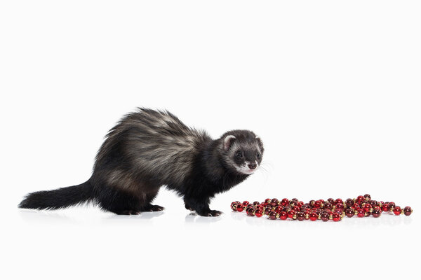 Молодой хорек на белом фоне
