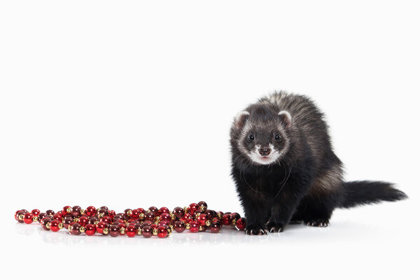 Молодой хорек на белом фоне
