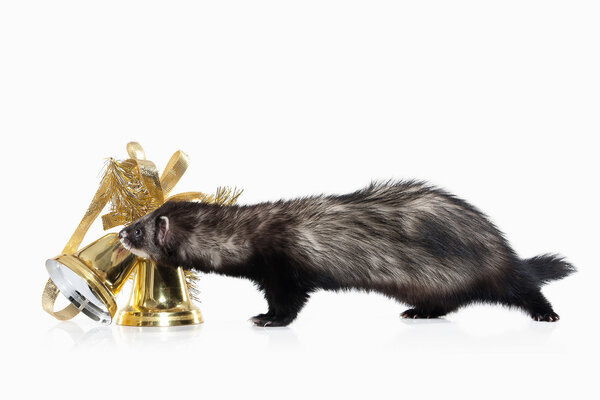 Молодой хорек на белом фоне
