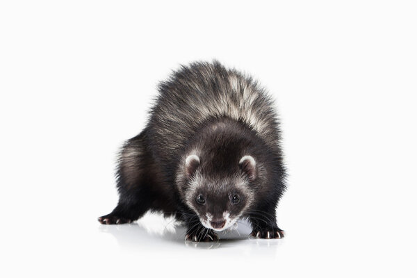 Молодой хорек на белом фоне
