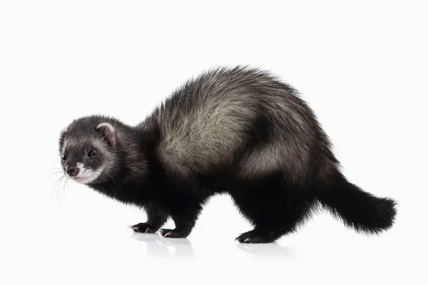 Young ferret on white background — Stock Photo, Image