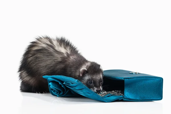 Young ferret on white background — Stock Photo, Image