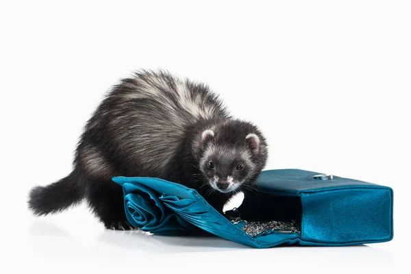 Young ferret on white background — Stock Photo, Image