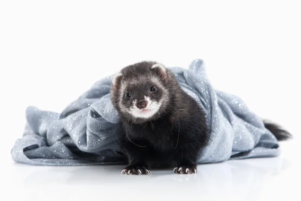 Jonge ferret op witte achtergrond — Stockfoto