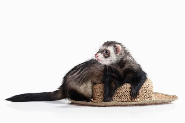 Young ferret on white background — Stock Photo, Image