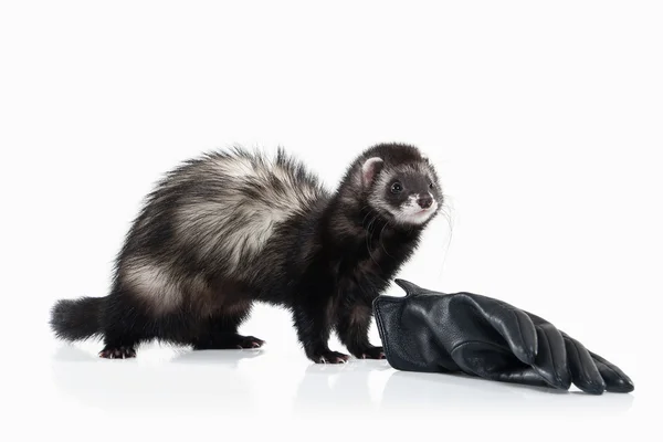 Young ferret on white background — Stock Photo, Image