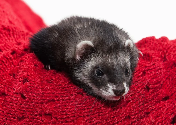 Young ferret on white background — Stock Photo, Image