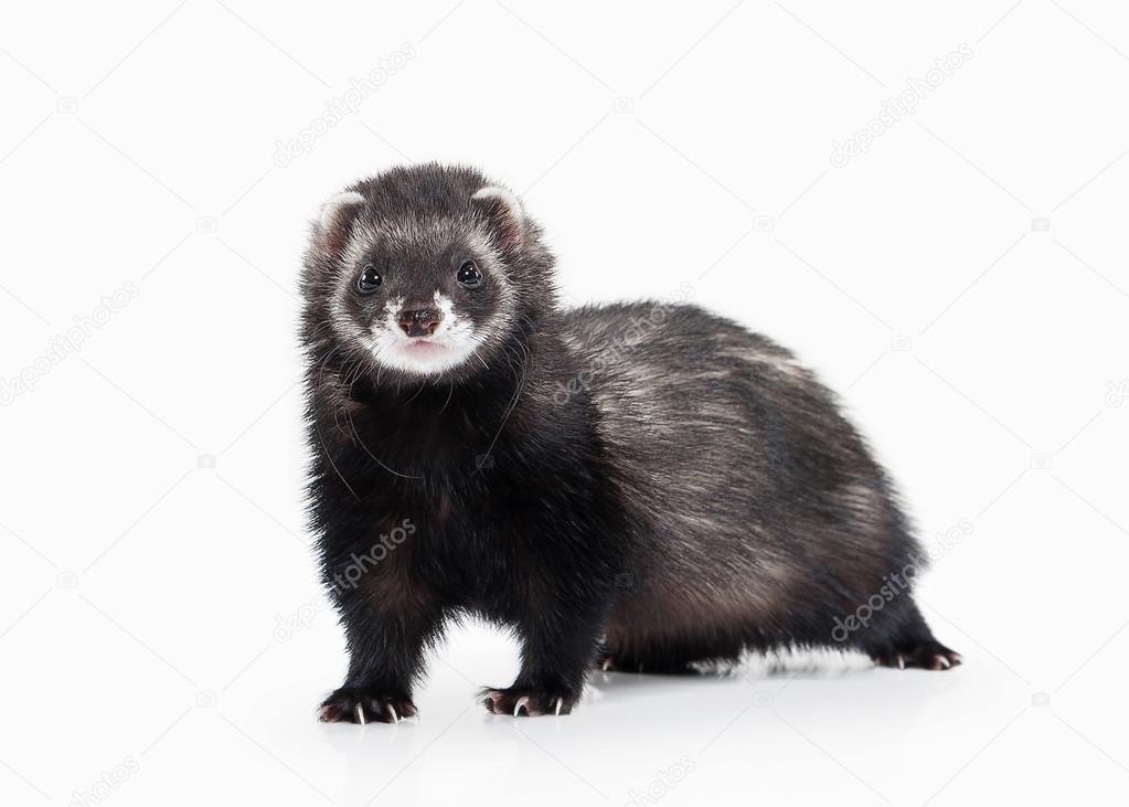 Young ferret on white background