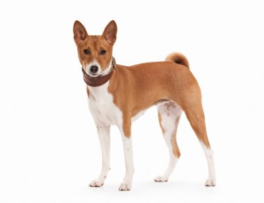 Young Basenji on white background clipart