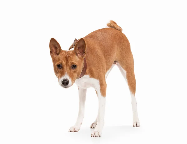 Basenji mladých na bílém pozadí — Stock fotografie