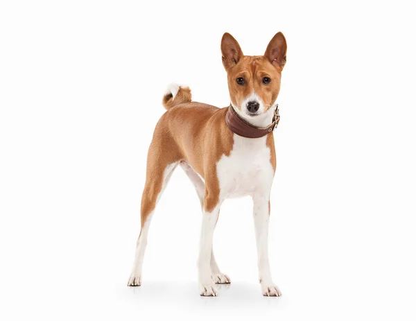 Jeune Basenji sur fond blanc — Photo