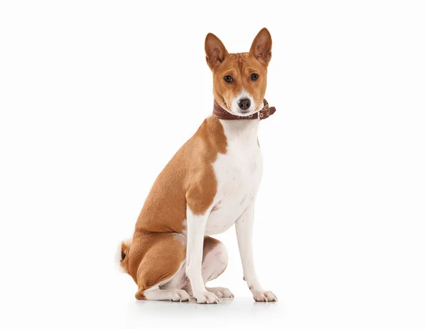 Basenji mladých na bílém pozadí — Stock fotografie