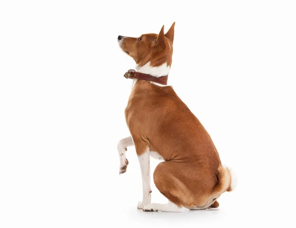 Jeune Basenji sur fond blanc — Photo