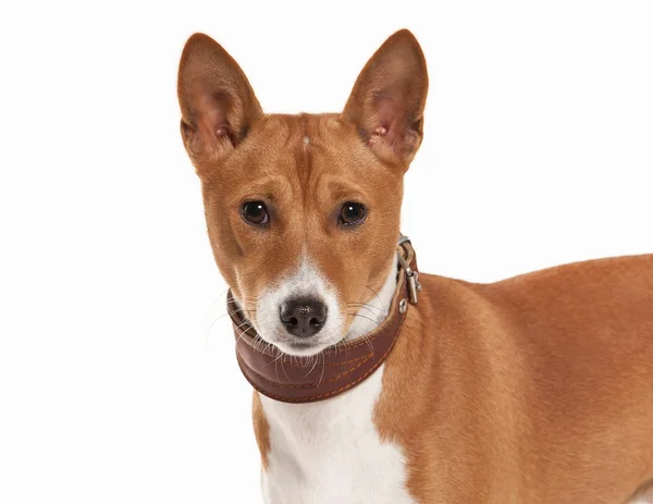 Young Basenji på vit bakgrund — Stockfoto