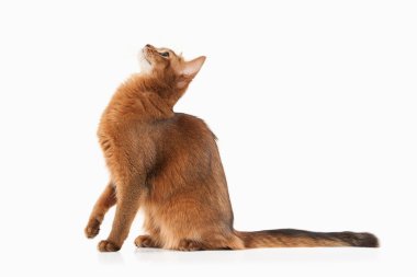 Somali kedi kırmızı renk