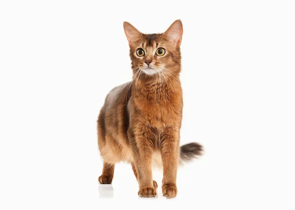 Un chat. Somali chat couleur rousse sur bakcground blanc — Photo