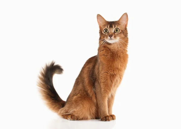 Un chat. Somali chat couleur rousse sur bakcground blanc — Photo