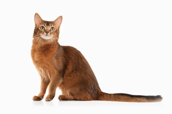 Somalí gato ruddy color — Foto de Stock