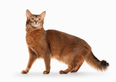 Cat. Somali cat ruddy color on white bakcground clipart