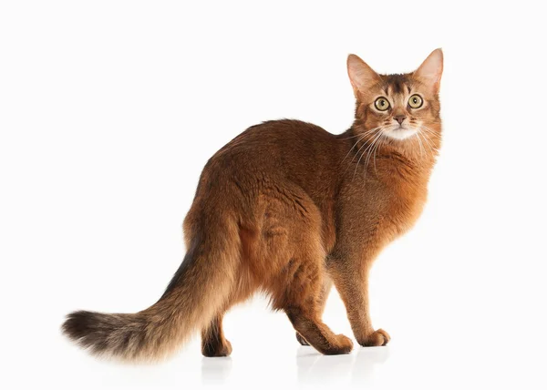 Kočka. Somálská kočka červené barvy na bílé bakcground — Stock fotografie