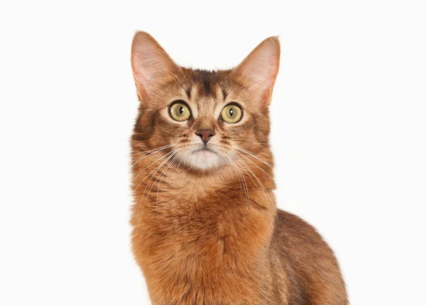 Cat. Somali cat ruddy color on white bakcground — Stock Photo, Image