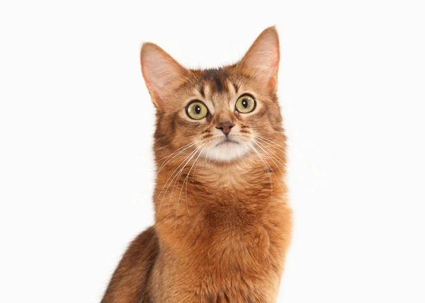 Somali cat ruddy color — Stock Photo, Image