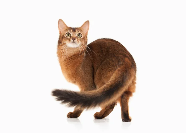 Cat. Somali cat ruddy color on white bakcground — Stock Photo, Image