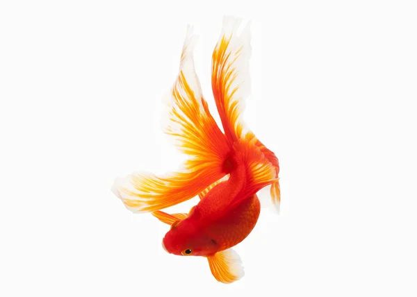 Риби. Помаранчевий золота рибка ізольовані на білому тлі — стокове фото