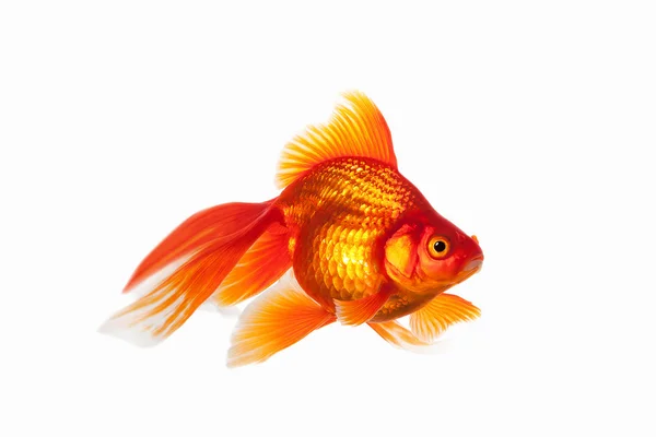 Peixe. Peixe de Ouro Laranja Isolado em Fundo Branco — Fotografia de Stock