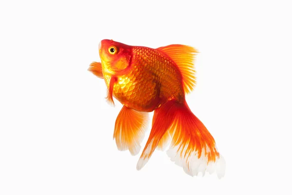 Peixe. Peixe de Ouro Laranja Isolado em Fundo Branco — Fotografia de Stock