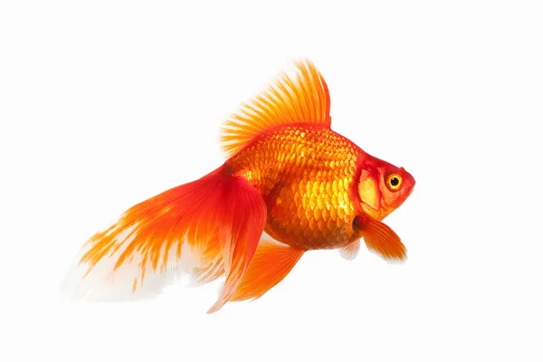 Peixe. Peixe de Ouro Laranja Isolado em Fundo Branco — Fotografia de Stock