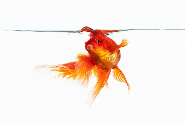 Ψάρια. Πορτοκαλί χρυσό ψάρι που απομονώνονται σε λευκό φόντο — Φωτογραφία Αρχείου