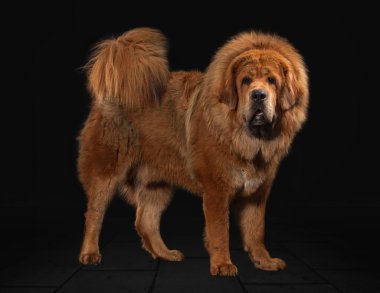 Köpek. Siyah arka plan üzerine Tibetli mastiff
