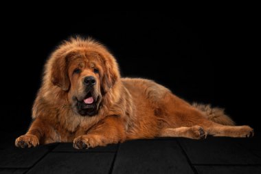Köpek. Siyah arka plan üzerine Tibetli mastiff