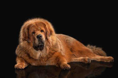 Köpek. Siyah arka plan üzerine Tibetli mastiff