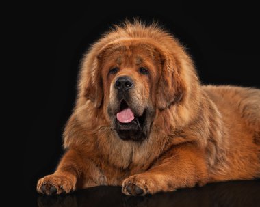 Köpek. Siyah arka plan üzerine Tibetli mastiff