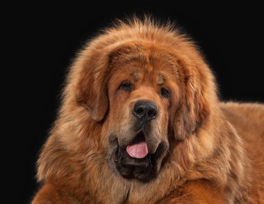 Köpek. Siyah arka plan üzerine Tibetli mastiff
