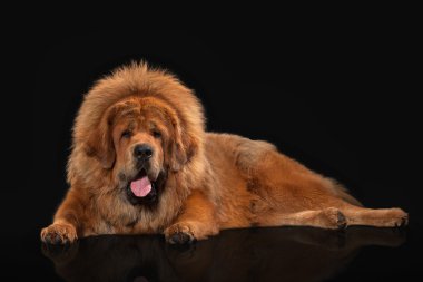Köpek. Siyah arka plan üzerine Tibetli mastiff
