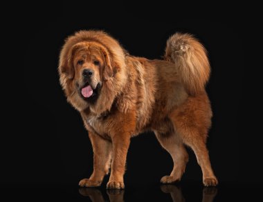 Köpek. Siyah arka plan üzerine Tibetli mastiff
