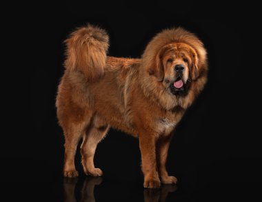 Köpek. Siyah arka plan üzerine Tibetli mastiff