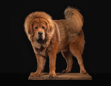 Köpek. Siyah arka plan üzerine Tibetli mastiff