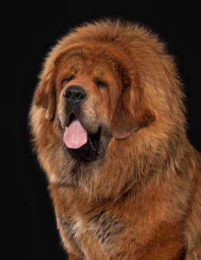 Köpek. Siyah arka plan üzerine Tibetli mastiff