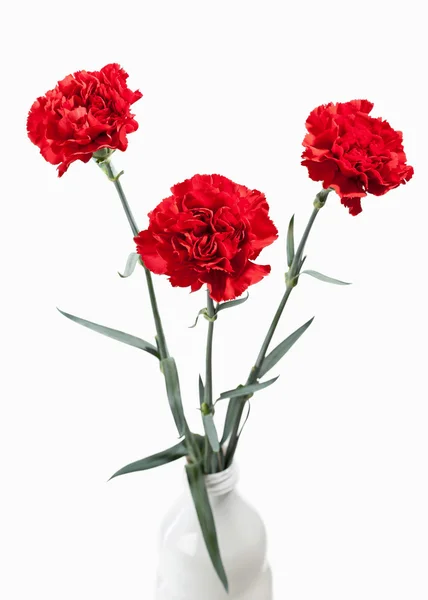 Çiçek. Kırmızı karanfil buketi — Stok fotoğraf
