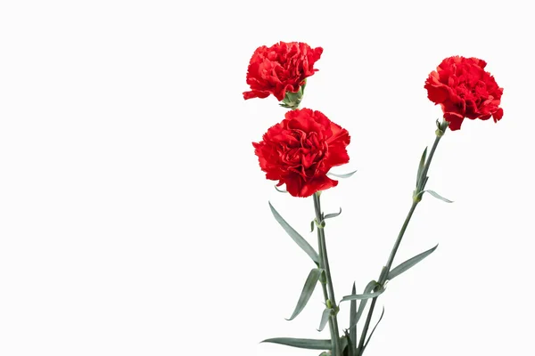 Flor. Ramo de claveles rojos —  Fotos de Stock