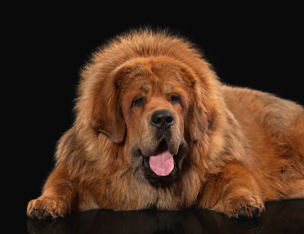 Cão. Mastim tibetano sobre fundo preto — Fotografia de Stock