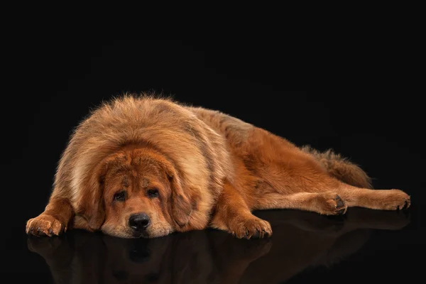 Chien. Mastiff tibétain sur fond noir — Photo