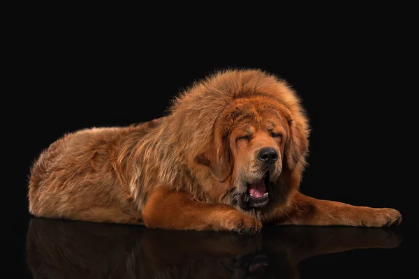 Cão. Mastim tibetano sobre fundo preto — Fotografia de Stock