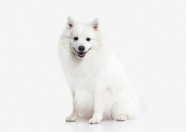 Köpek. Beyaz zemin üzerine Japon beyaz spitz