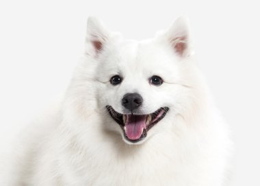 Köpek. Beyaz zemin üzerine Japon beyaz spitz