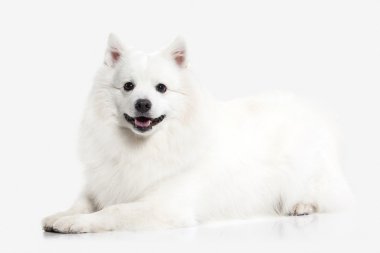 Köpek. Beyaz zemin üzerine Japon beyaz spitz